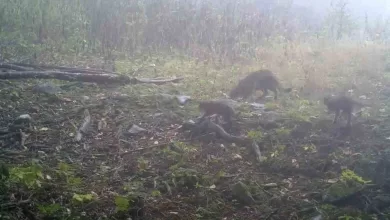 uludagda sisler arasinda anne yaban kedisi ve yavrulari goruntulendi 127402e94be0 |