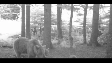 yavru ayi ziplayarak ailesinin pesinden kostu 4e44df09d355 |