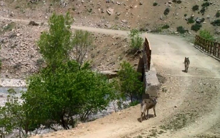 Bingöl'de yaban hayvanları fotokapanlara yansıdı 1 2r1r1kG4UTG157 |