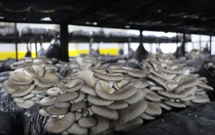 İzmit 'istiridye mantarı' üretimine devam edecek 1 34U3TG7k5r82rG |