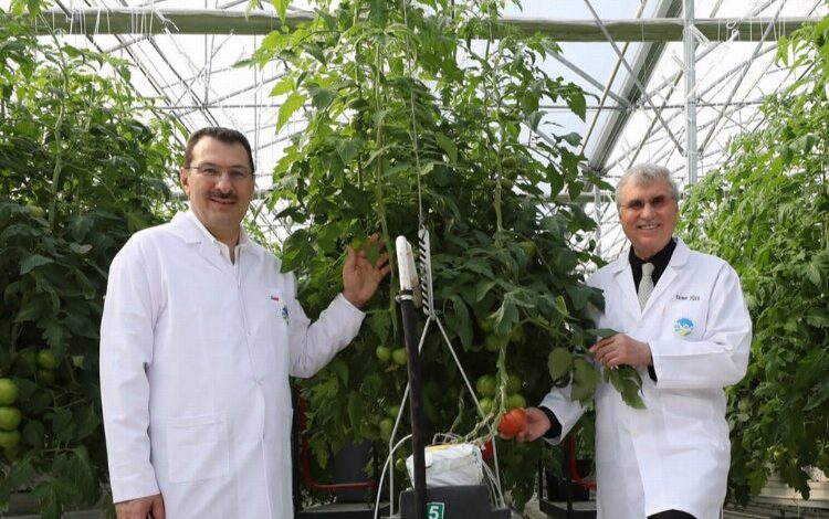 Topraksız tarımın üretim üssü 1 46G321TrkGrU40 |