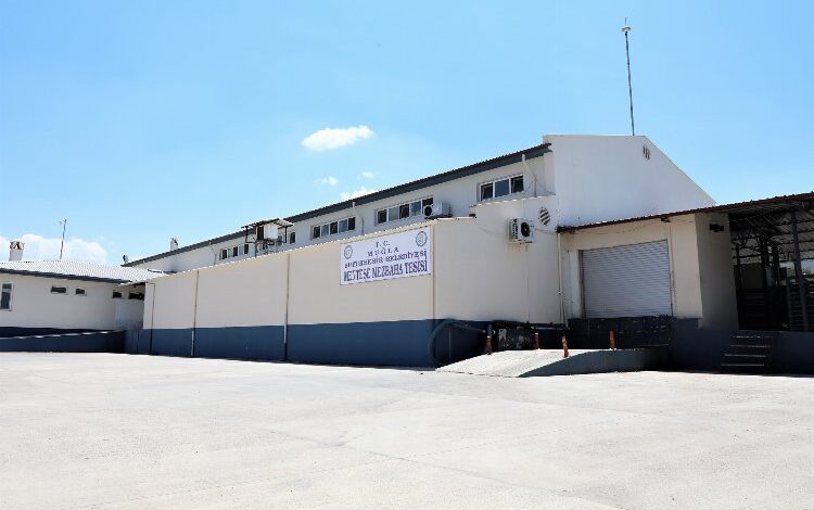 Muğla'da modern mezbahalar hizmet veriyor 1 7UGr1rTG7465k |