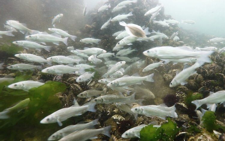 Körfeze 5 bin balık daha salınacak 1 T9GU6k5r816rG7 |